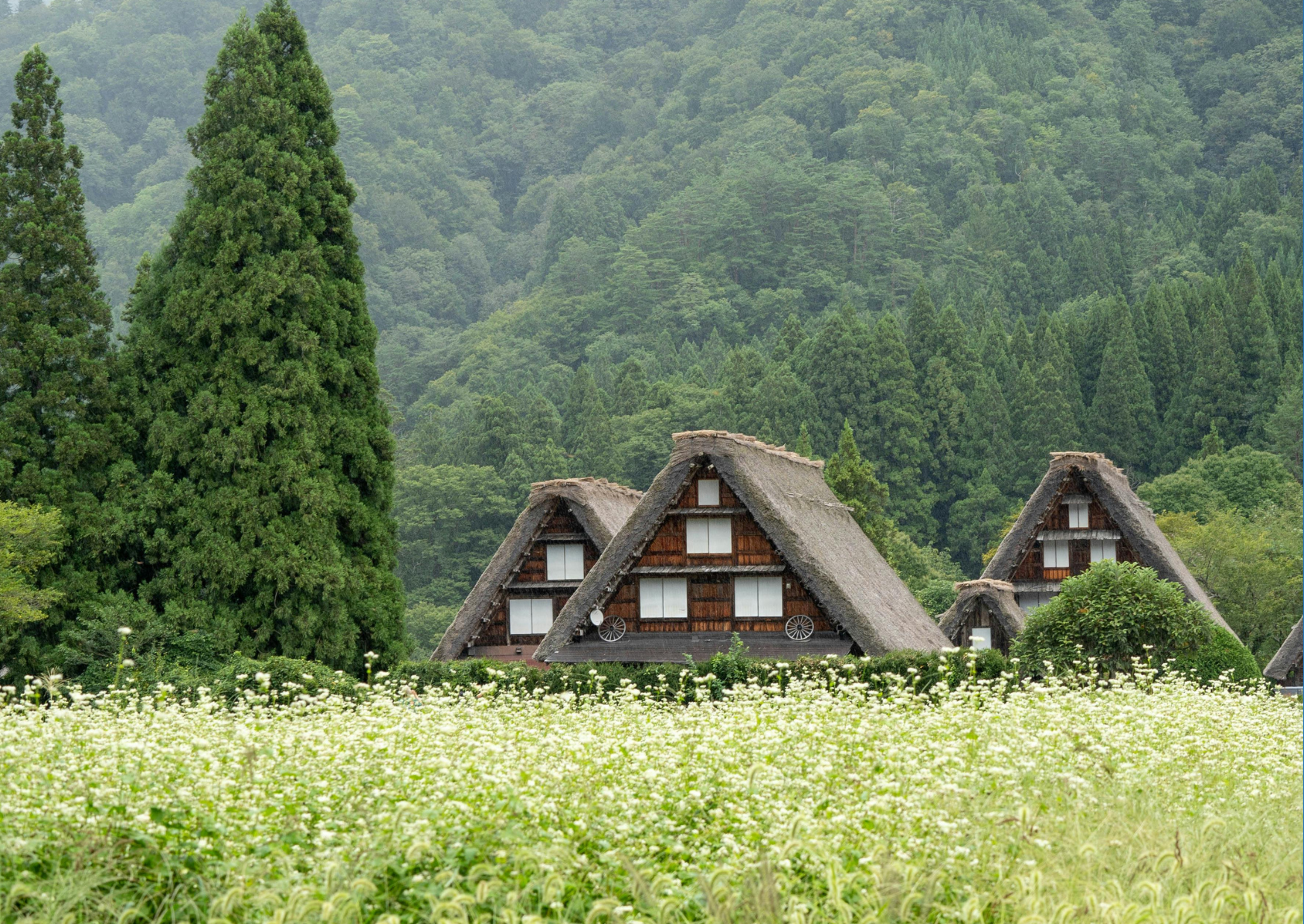 Gardens & Samurai: A Stroll Through Edo-Era Grace