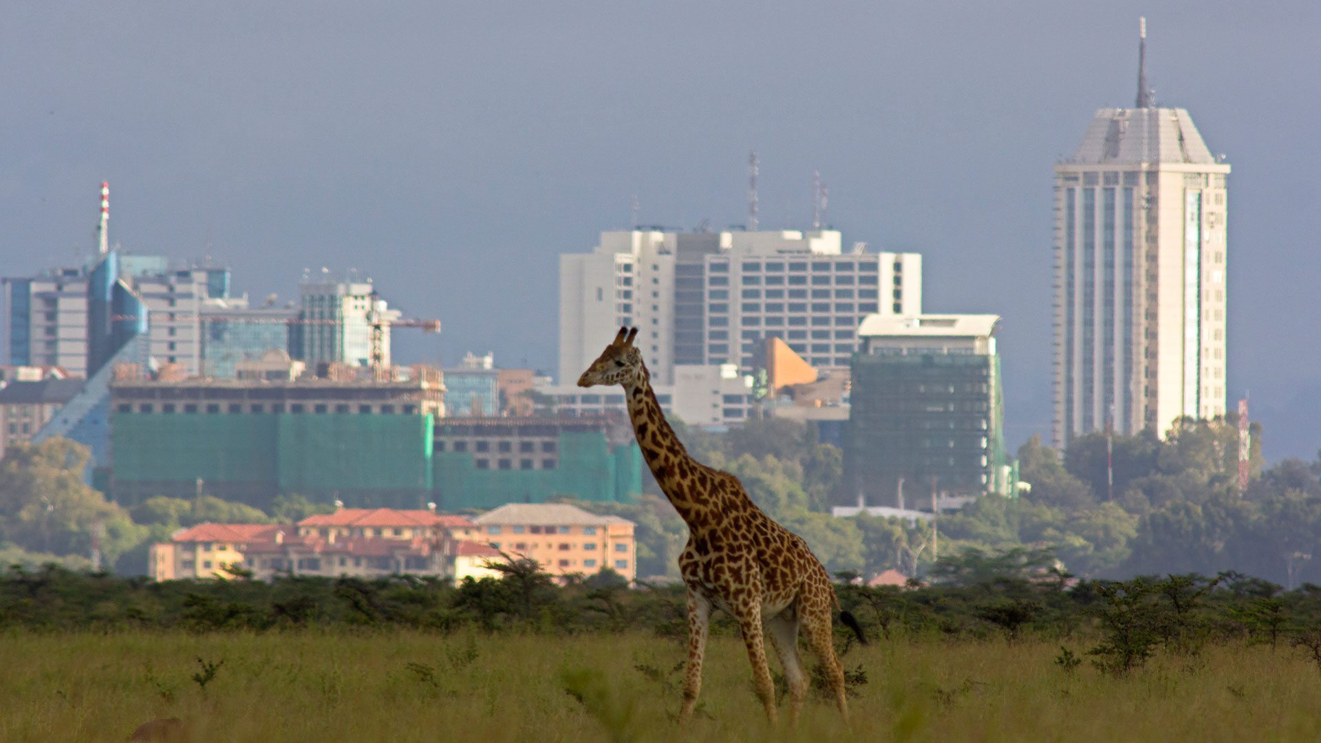 Maasai Mara Safari Adventure