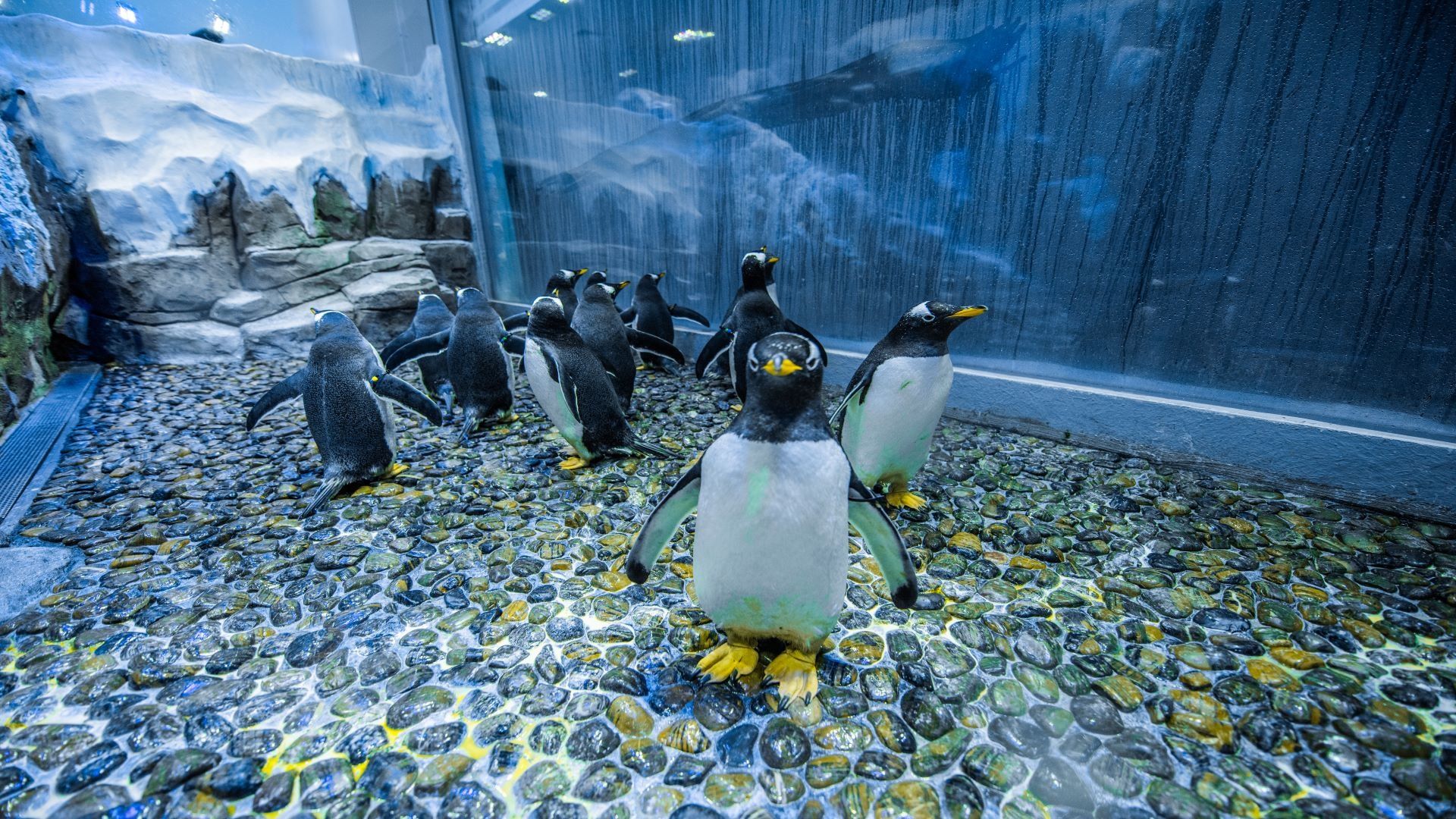 Dubai Aquarium Penguin Encounter