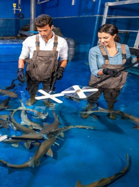 Dubai Aquarium Shark Trainer Encounter